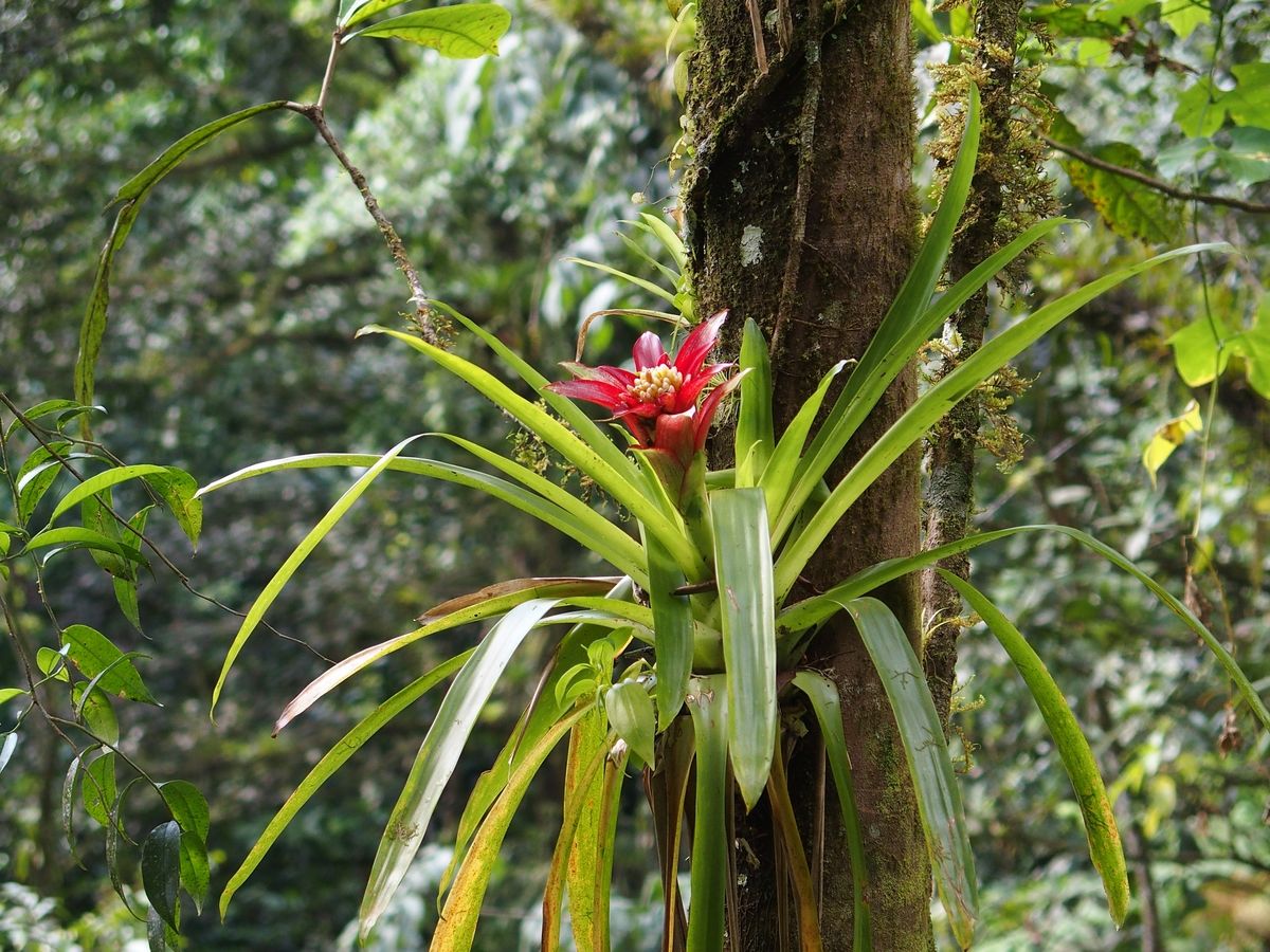 viragzo bromelia